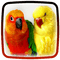 Parrot birds bp - gratis png animerad GIF