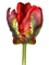 fleur rouge.Cheyenne63 - Free PNG Animated GIF
