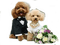Dog wedding chien mariage