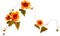 Flowers.Orange - δωρεάν png κινούμενο GIF