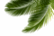 Palmeira - png gratis GIF animado