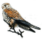 Eagle - Free PNG Animated GIF