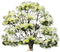Kaz_Creations Trees Tree - png gratis GIF animasi