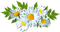 spring deco flowers daisy daisies - png grátis Gif Animado