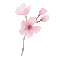 Sakura Blossom - 無料のアニメーション GIF アニメーションGIF