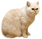 gato by EstrellaCristal - darmowe png animowany gif