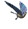 Pájaro de colores azules - Бесплатный анимированный гифка анимированный гифка