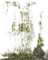 green stain mold dirty moss - png grátis Gif Animado