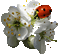 Frühling, Blumen - Darmowy animowany GIF animowany gif