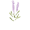 Fleur.Lavande.Lavender.flower.Victoriabea
