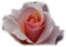 Tournesol94 fleur - gratis png geanimeerde GIF