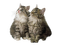 Kaz_Creations Cats Cat Kittens Kitten - besplatni png animirani GIF