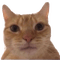 Orange cat selfie meme - PNG gratuit GIF animé