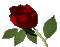 flowers katrin - Безплатен анимиран GIF анимиран GIF
