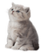 cat katrin - бесплатно png анимированный гифка