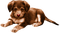 Dog. Leila - Free PNG Animated GIF