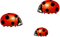 Kaz_Creations Ladybugs 🐞