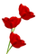 flowers two katrin - Free PNG Animated GIF