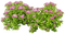 ARBUSTO DE FLORES - Free PNG Animated GIF
