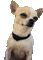 dog - Δωρεάν κινούμενο GIF κινούμενο GIF