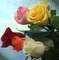 image encre fleurs roses joyeux anniversaire edited by me - бесплатно png анимированный гифка