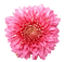 Aster - Free PNG Animated GIF