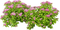 кусты с цветами - δωρεάν png κινούμενο GIF