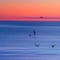 Sea at Sunset with Seagulls - zdarma png animovaný GIF