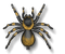 mygale - kostenlos png Animiertes GIF