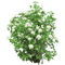 arbusto blanco