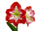 flower, fleur, kukka - zdarma png animovaný GIF