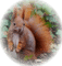 tube écureuil - PNG gratuit GIF animé