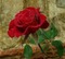 Red Rose - zdarma png animovaný GIF
