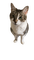 Luna the cat - δωρεάν png κινούμενο GIF