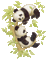 panda bp - Darmowy animowany GIF animowany gif
