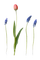 tulip and зюмбюл - ücretsiz png animasyonlu GIF
