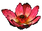Fleur de lotus - GIF animé gratuit GIF animé