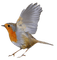 Kaz_Creations Bird Birds