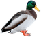 duck pond
