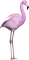 Kaz_Creations Flamingo - zadarmo png animovaný GIF