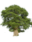 arbre - png gratis GIF animasi