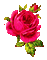 pink roses - GIF animado gratis GIF animado