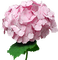 Pink Hydrangea Flower - δωρεάν png κινούμενο GIF