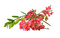 blomma--flower--pink--rosa - PNG gratuit GIF animé