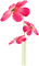 fleur - png grátis Gif Animado