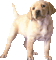 chien - Бесплатный анимированный гифка анимированный гифка