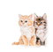 cats - kostenlos png Animiertes GIF