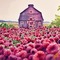 Raspberry Field and Barn - Free PNG Animated GIF