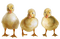 Ducks Teeh - GIF animé gratuit
