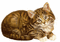 Katze chat cat - GIF animate gratis GIF animata